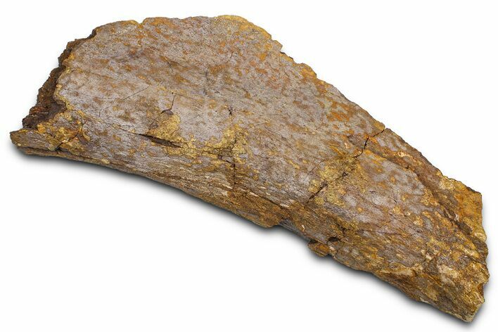 Fossil Dinosaur Bone Section - Wyoming #381172
